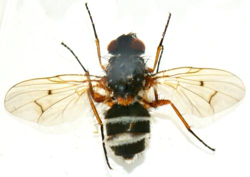 Phaonia tuguriorum